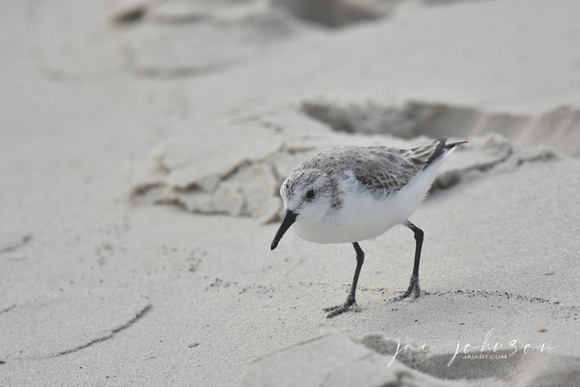 Shorebird at Dauphin Island Alabama