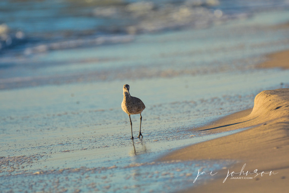 Shorebird In Cape San Blas 041720172657