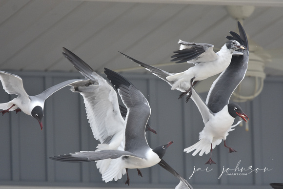 Shorebirds at Dauphin Island Alabama