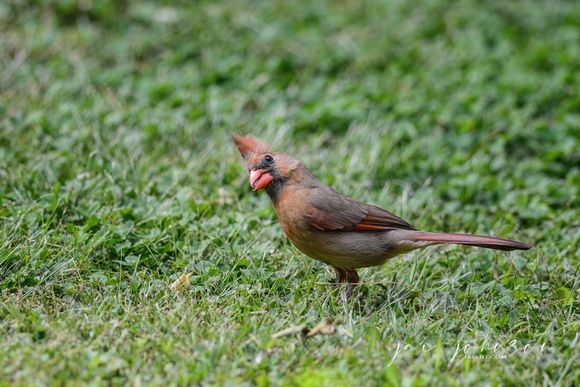 Cardinal Eating Seed In Grass - 5013