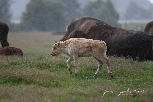 Baby White Bison Tennessee Safari Park July 2021