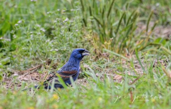 Male Blue Grosbeak In The Grass Shiloh Tennessee 052120152523