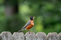 Robin On A Fence 052420153931