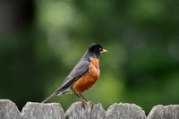 Robin On A Fence 052420153936