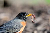 American Robin With Worm