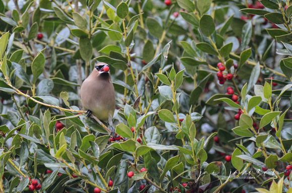 Cedar Waxwing Eating A Holly Berry 853504252015