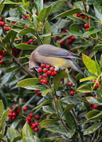 Cedar Waxwing Eating A Holly Berry 856804252015