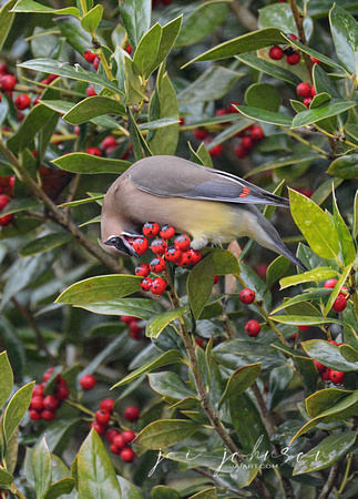 Cedar Waxwing Eating A Holly Berry 856804252015