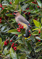 Cedar Waxwing Swallowing A Holly Berry 857004252015
