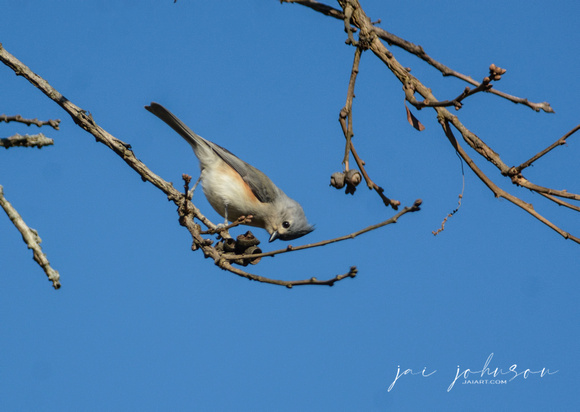 Tufted Titmouse Looking For Acorns 122320169738