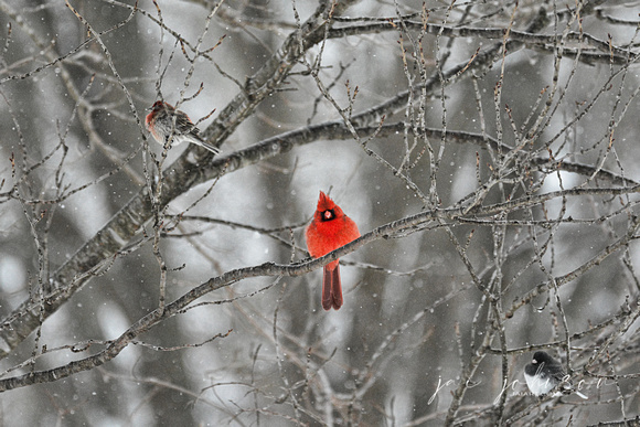 Three Songbirds In The Snow 533203062015