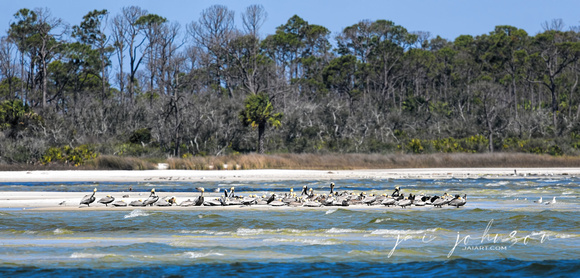 Pelicans on Sand Bar at T.H. Stone Memorial St. Joseph Peninsula State Park in Cape San Blas Florida