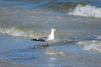 Ring Billed Gull In The Water Cape San Blas Florida