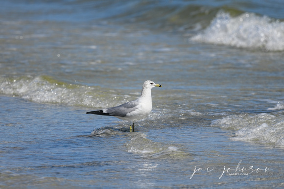 Ring Billed Gull In The Water Cape San Blas Florida
