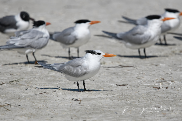 Terns on the Shore Cape San Blas Florida