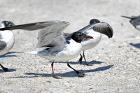 Gulls On The Shore Cape San Blas Florida