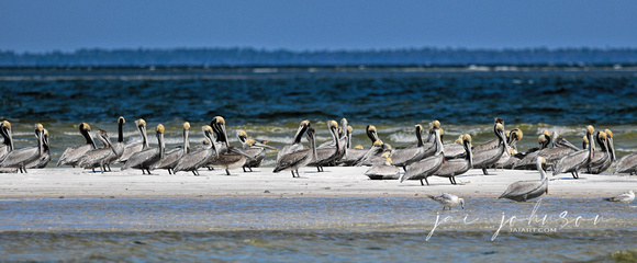 Pelican Peninsula Cape San Blas Florida