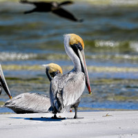 Pelican at Cape San Blas Florida