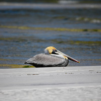 Pelican on the Sandbar at Cape San Blas Florida