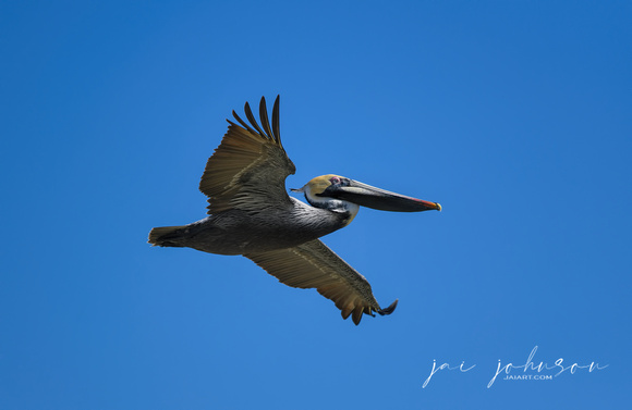 Pelican in Flight at Cape San Blas Florida