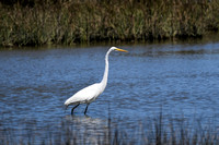 Great White Egret in the Marsh at Cape San Blas Florida