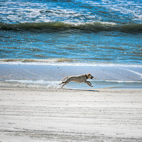 Dog Running On The Beach in Cape San Blas Florida