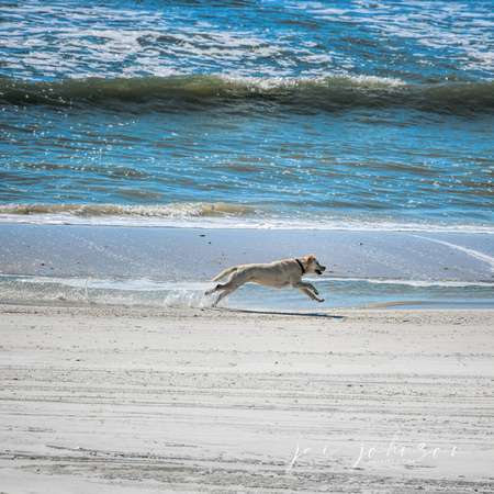 Dog Running On The Beach in Cape San Blas Florida