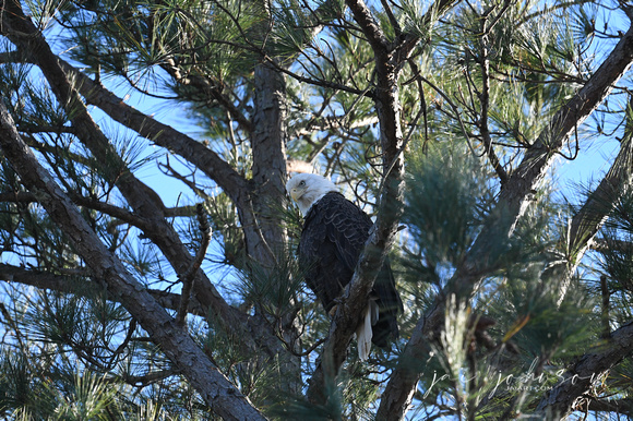 Julia, A Bald Eagle In Shiloh TN