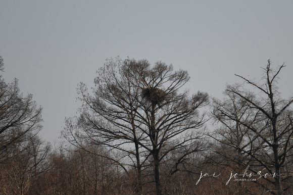 Bald Eagle Nest