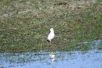 Ring Billed Gull In A Flooded Field