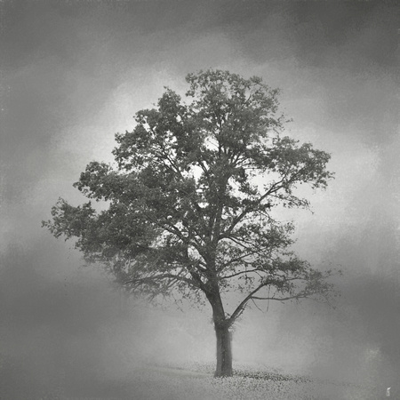 Gray Mist Cotton Field Tree - Landscape