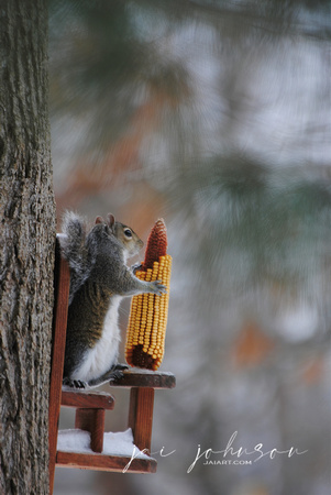 Squirrel Eating Corn in Winter
