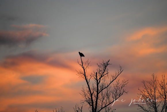 Eagle at Sunrise
