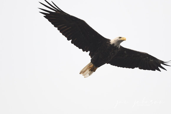 Bald Eagle In Flight White Sky at Shiloh Tennessee