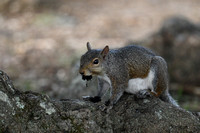 Gray Squirrel Shiloh Tennessee