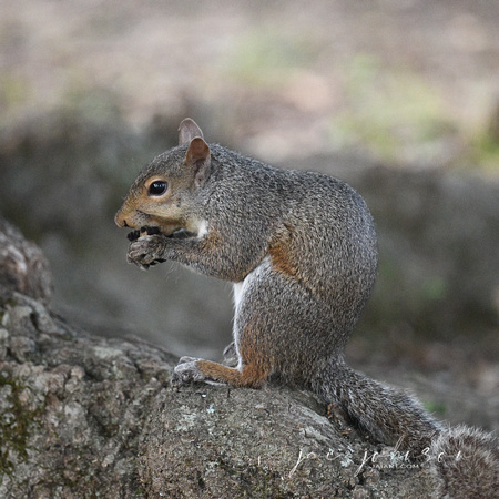 Gray Squirrel Shiloh Tennessee