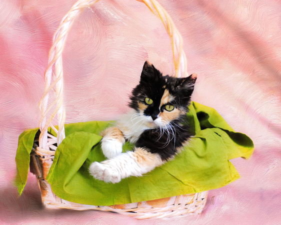 Calico Kitty in Basket