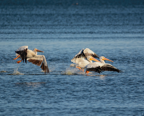 White Pelicans At Reelfoot Lake