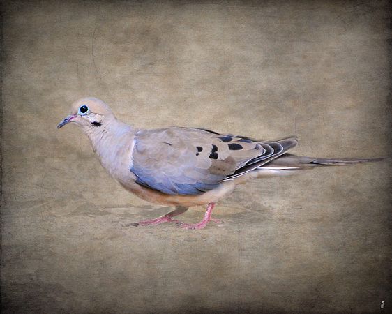 Portrait of a Mourning Dove - Birds
