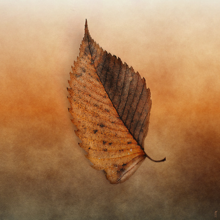 FALLEN - Brown Leaf