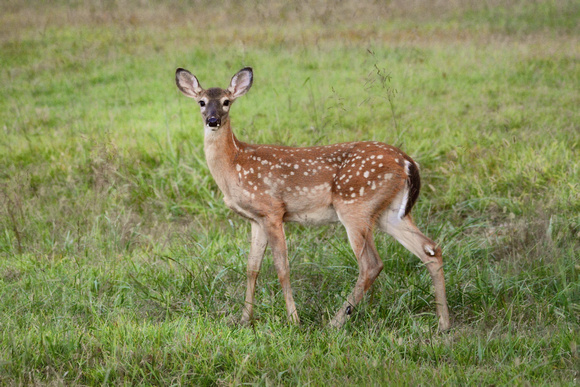Little Spotted Fawn - White Tailed Deer