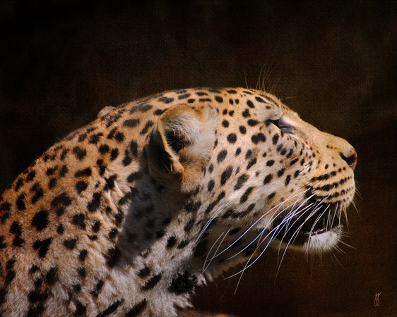 Leopard IV - Wildlife