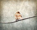 Sparrow Braving the Cold - Winter Birds