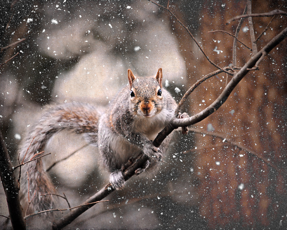 Snow Day - Squirrel - Wildlife