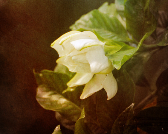 Magnolia II - Floral