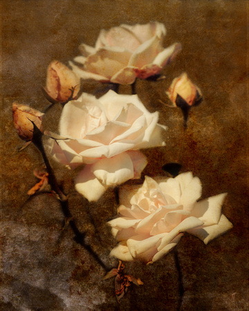 Love Letter II Vintage White Roses
