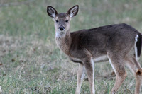 White Tailed Deer - Fawn