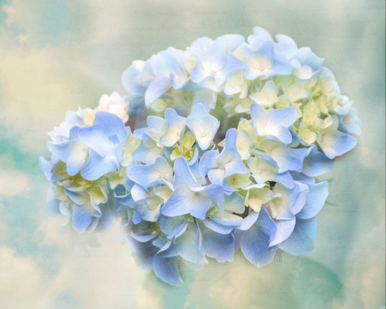 Love Letter VII - Hydrangea - Floral