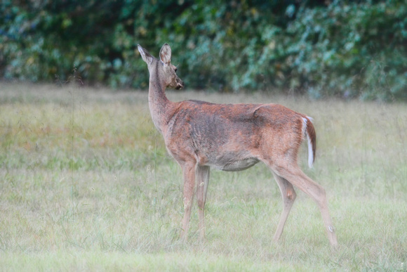 Looking Back - Deer - Wildlife