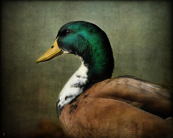 Mallard Duck Portrait - Wildlife
